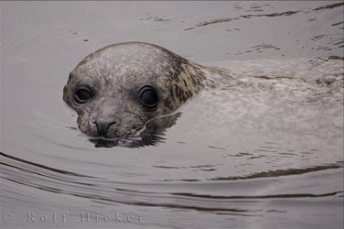 Photo: 
Grey Seal