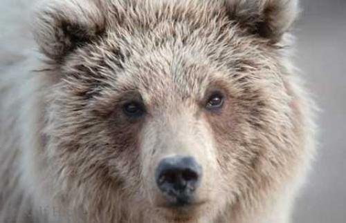 Photo: 
Grizzly Bear Pictures
