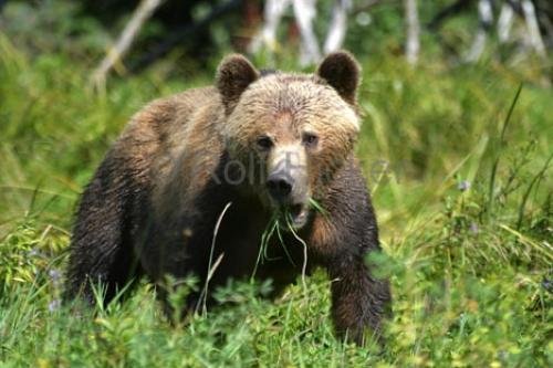 Photo: 
Wild Bears