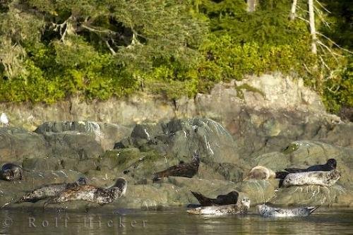 Photo: 
Harbor Seals