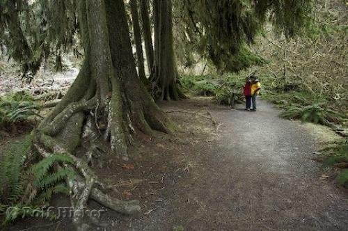 Photo: 
Hoh Rain Forest Tourist Trail