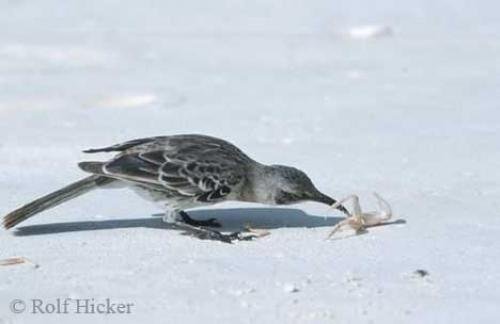 Photo: 
Hood Mockingbird