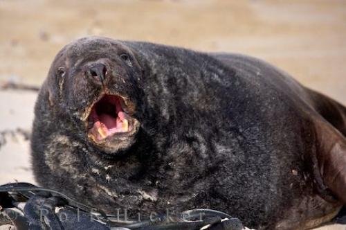 Photo: 
Hookers Sea Lion Waipapa Point South Island New Zealand