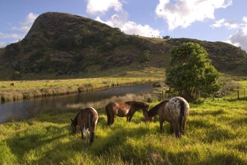 Photo: 
New Zealand Landscape Horse Pictures