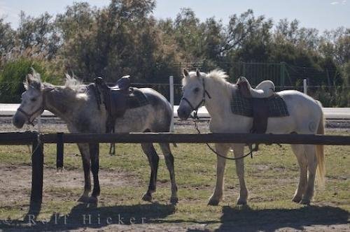 Photo: 
Camargue Horse Riding Tour Provence France