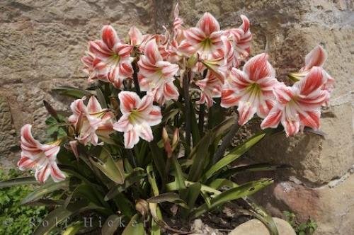 Photo: 
Loarre Huesca Lilies