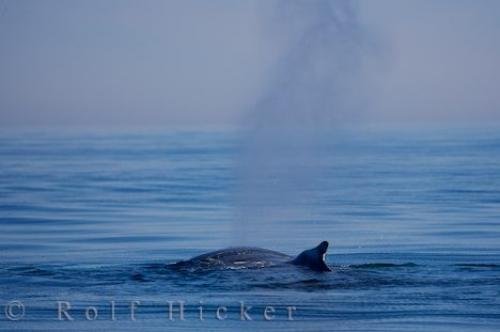 Photo: 
Humpback Whale Watching Tour Bay Of Fundy Nova Scotia Canada