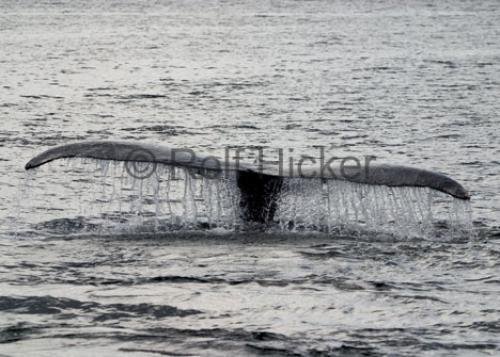 Photo: 
Large Humpback Whale Tail