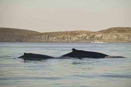 Photo: 
Humpback Whales Travelling