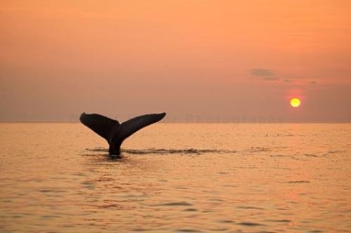 Photo: 
Newfoundland Humpback Whale Tail Sunset