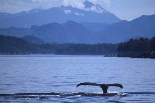 Photo: 
Humpback Whale British Columbia Mountains