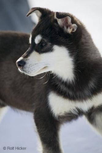 Photo: 
Husky Puppy