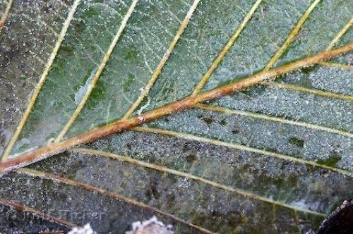 Photo: 
Icy Leaf
