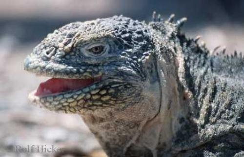 Photo: 
Iguana Pictures