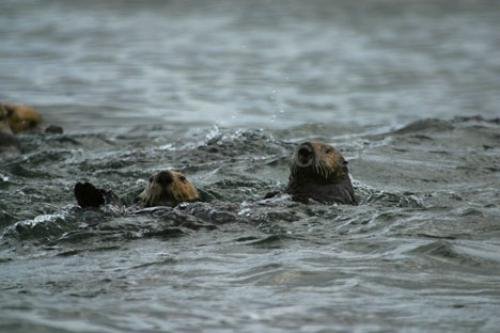 Photo: 
endangered mammals
