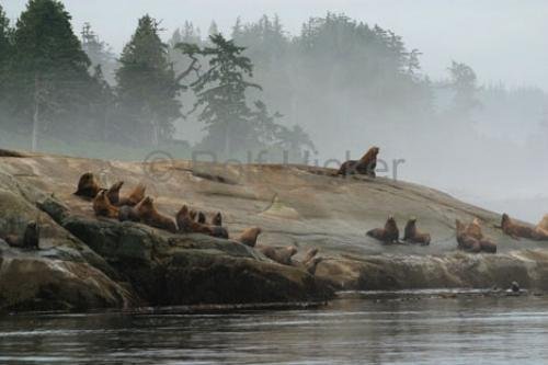 Photo: 
Stellers Sea Lions