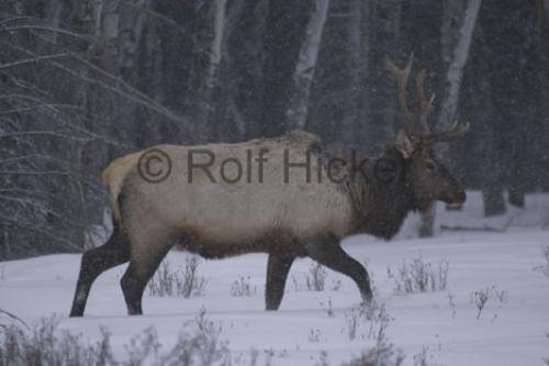 Photo: 
Wapiti Elk