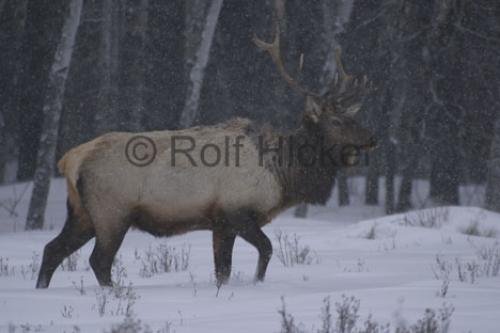 Photo: 
Elk