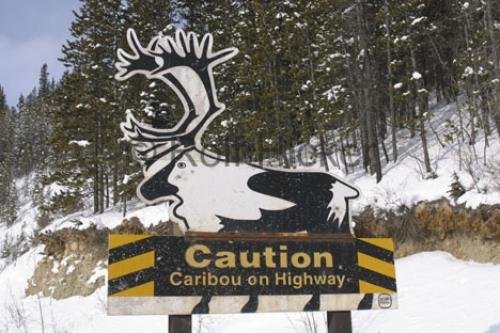 Photo: 
Funny Signs Caribou Crossing
