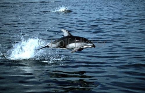Photo: 
picture of the dolphins