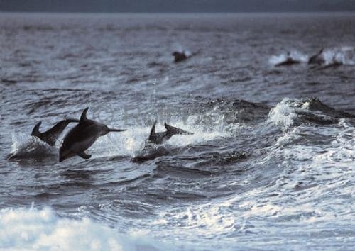 Photo: 
dolphins surfing