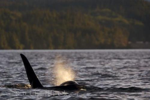 Photo: 
Incoming Orca Whale Watching Vancouver Island