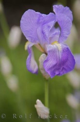 Photo: 
Iris Flower Picture