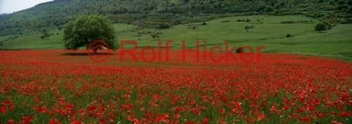 Photo: 
Picture Of Italy