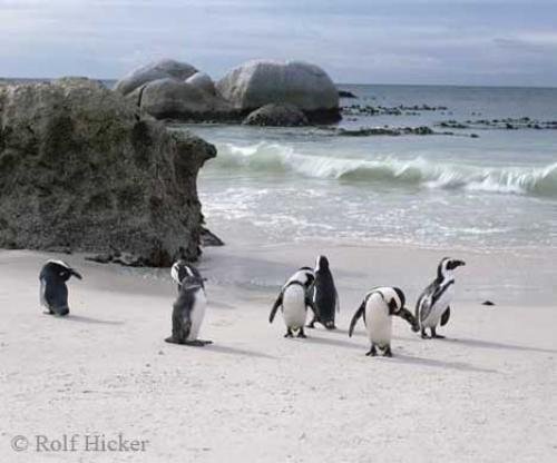 Photo: 
Jackass Penguins