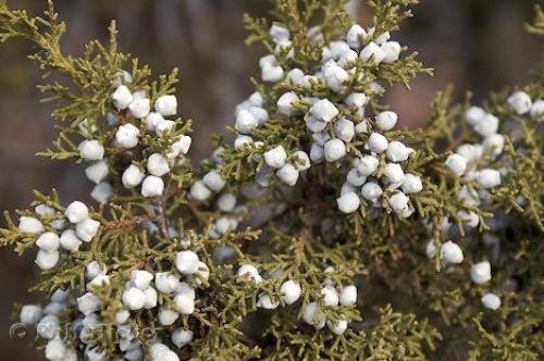 Photo: 
Juniper Picture