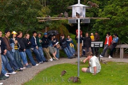 Photo of kaka birds feeding at the Mount Bruce National Wildlife Centre in Wairarapa on the North Island of New Zealand. Photo: 
Kaka Birds Mount Bruce National Wildlife Centre