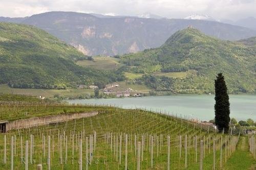 Photo: 
Kaltern South Tirol Italy