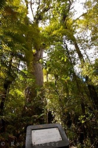 Photo: 
Large Kauri Tree Trounson Kauri Park Northland New Zealand