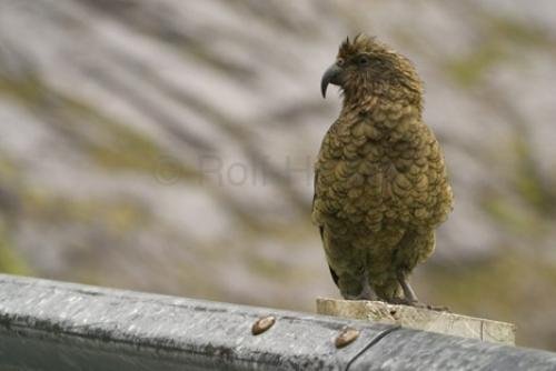 Photo: 
Kea Bird Nestor notabilis