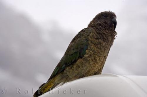 Photo: 
Kea Camper New Zealand