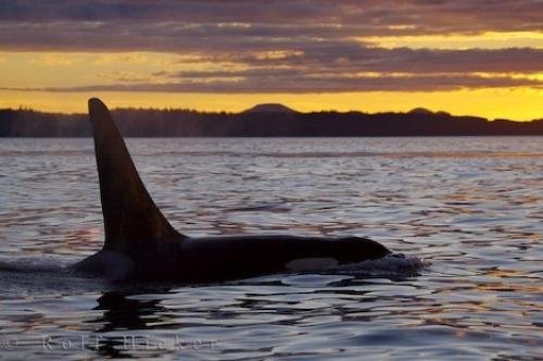Photo: 
Killer Whale Beauty At Sunset British Columbia Canada