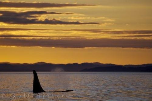 Photo: 
Killer Whale Catnap Northern Vancouver Island