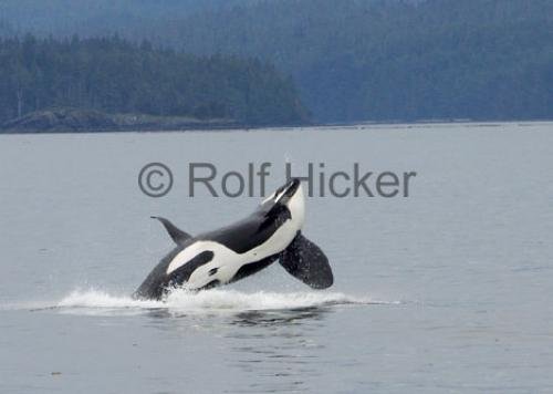 Killer Whale Male Breaching | Photo, Information