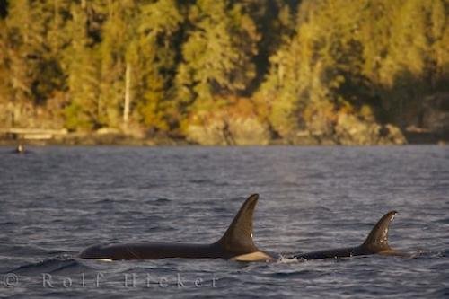 Photo: 
Killer Whale Pair