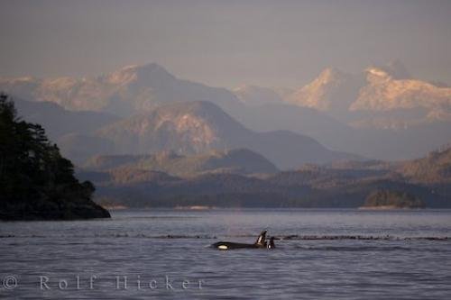 Photo: 
Killer Whales Scenery Northern Vancouver Island