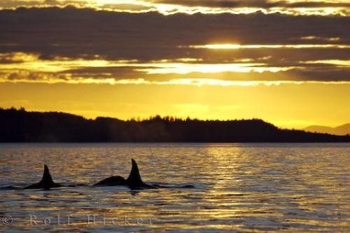 Photo of the sunset scenery encompassing four Killer Whales off Northern Vancouver Island in British Columbia, Canada. Photo: 
Killer Whales Sunset Scenery Vancouver Island