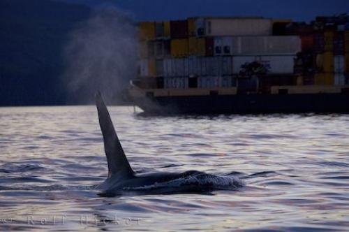 Photo: 
Killer Whales Waterways Vancouver Island BC