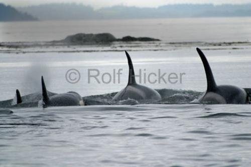 Photo: 
killer-whales 0094 IMG