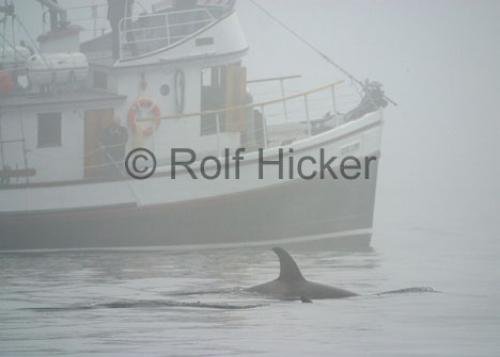 Photo: 
Northern Vancouver Island Tourism