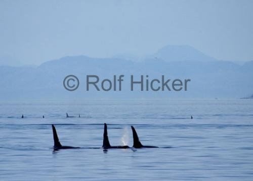Photo: 
killer-whales CRW 2866
