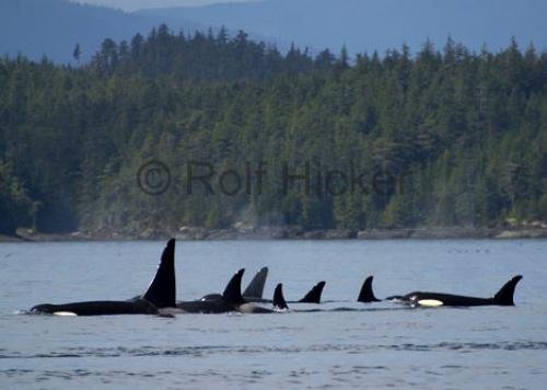 Photo: 
killer-whales CRW 4978