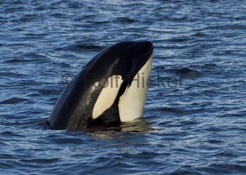 Photo: 
Killer Whales Showing Head