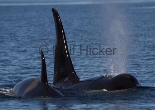 Photo: 
photos of killer whales