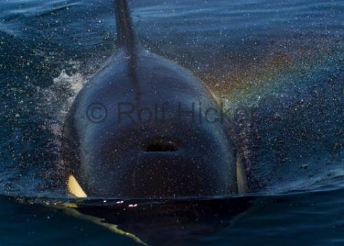 Photo: 
Marine Animal Killer Whales