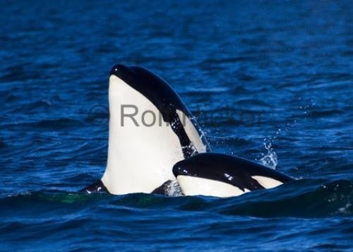 Photo: 
killer whale images